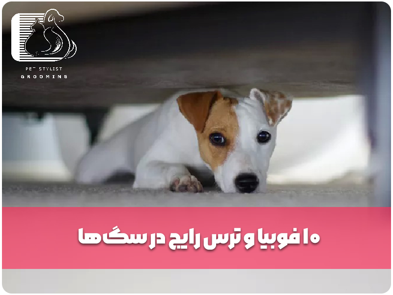 10 فوبیا و ترس رایج در سگ‌ها